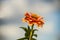 Common Zinnia flower on a cloudy sky