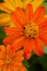 Common zinnia flowers closeup