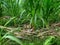 Commond corn plant on craspedia under the sunlight on a garden with a blurry free photo