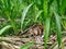 Commond corn plant on craspedia under the sunlight on a garden with a blurry free photo