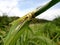 Commond grasshopper on craspedia under the sunlight on a grass with a blurry free photo