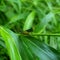 Commond grasshopper on craspedia under the sunlight on a leaf with a blurry free photo