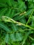 Commond grasshopper on craspedia under the sunlight on a plant with a blurry free