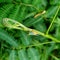 Commond grasshopper on craspedia under the sunlight on a plant with a blurry free photo