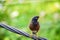 The CommonIndian bird of dark brown color with yellow eye sitting on the cable wire. Myna or Indian Myna,Acridotheres tristis