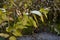 commonly called common milkweed, butterfly flower, silkweed, silky swallow-wort,