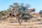 Communal bird nest in camel-thorn tree in the Kgalagadi