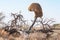 Communal bird nest on a dead tree in the Kgalagadi