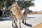 Communal cattle South Africa 6