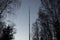 Communication antenna among trees. Pillar of great height