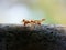 Communication of ants.An ants is talking