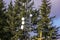 Communication tower with group of parabolic antennas against tall trees