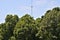 A Communication Tower Poking Above Trees