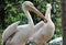 Communication between two pelicans