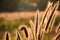 Communist grass flowers in sunlight