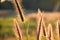 Communist grass flowers in sunlight