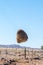 Community bird nest hanging on telephone wires