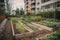 community garden with rows of freshly planted vegetable and herbs beds