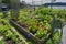 Community garden in the spring West Vancouver
