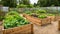 Community kitchen garden. Raised garden beds with plants in vegetable community .