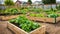 Community kitchen garden. Raised garden beds with plants in vegetable community .