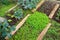 Community kitchen garden. Raised garden beds with plants in vegetable community garden. Lessons of gardening for kids