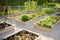 Community kitchen garden. Raised garden beds with plants in vegetable community garden. Lessons of gardening for kids