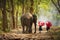Community life. School children and elephants. Student little asian are raising elephants, Tha Tum District, Surin, Thailand