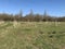 Community orchard landscape