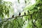 A community of sparrows on a branch among green leaves.