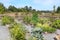 Community vegetable garden