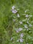 Comon mallow plant, in flower, Malva silvestris. Medicinal herb.