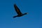 Comorant Black Neotropic Phalacrocoracidae Sea Bird Flying Isolated In Blue Sky Flight