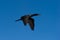 Comorant Black Neotropic Phalacrocoracidae Sea Bird Flying Isolated In Blue Sky Flight