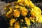 Compact bush of amber yellow Chrysanthemums in bloom in October