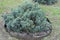 Compact bush of Juniperus squamata