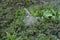 Compact bush of pulsatilla vulgaris in bloom