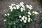 Compact bush of white Chrysanthemums