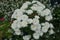 Compact bush of white Chrysanthemums in October