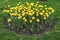 Compact flowerbed with yellow tulips in spring