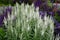 Compact, undemanding, medium-high perennial. Unusual, pure white flowers that are also suitable for cutting and will last a long