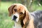 Companion or friend and friendship concept. Beagle walk on fresh air. Dog with long ears on summer outdoor. Cute pet on