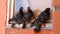 Company of pigeons sitting on windowsill of brick building window