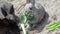 A company of young bunny rabbits enjoying kale
