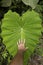Comparing my hand on a huge heart-shaped leaf of the Colocasia esculenta, Indonesia
