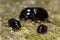 Comparison of Aphodius dung beetles