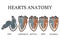 Comparison of cardiac anatomy of vertebrates