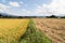 Comparison between golden paddy rice against barren brown harvested field