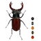 Comparison. Insects wold