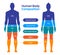 Comparison of male and female body composition. Human body composition chart vector illustration